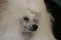 CHIENS PERSONNELS